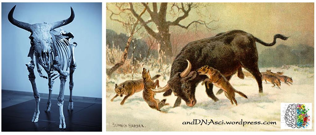 Auroch andDNAsci.wordpress.com Tanzelle Oberholster