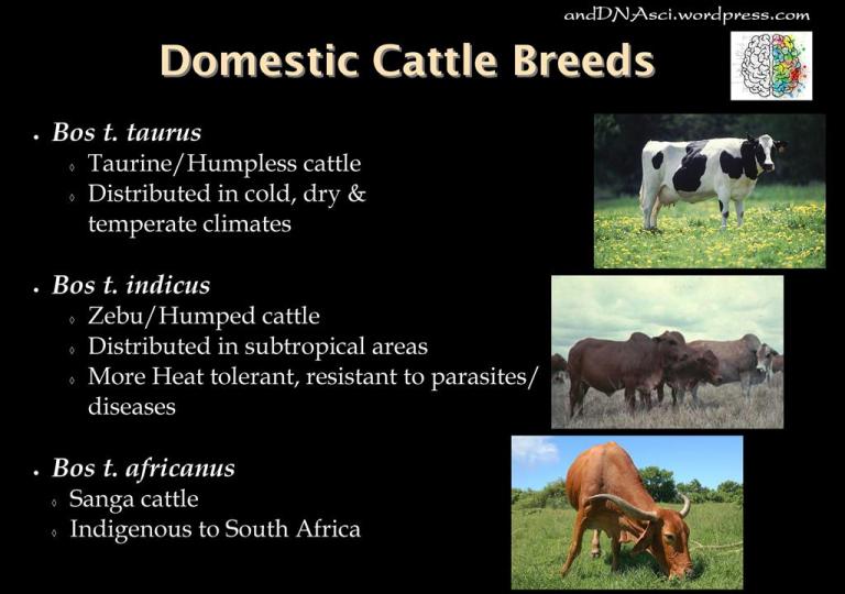 Origins of Domestic Cattle: Migration patterns & Speciation events ...