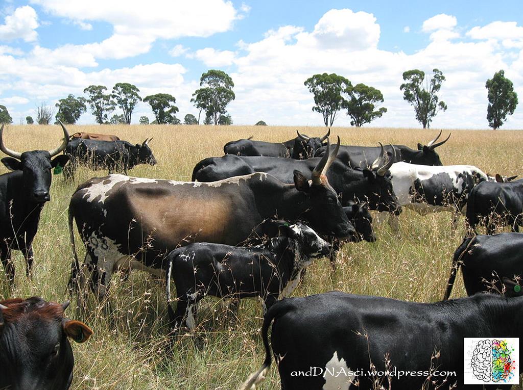 Nguni Cattle South Africa andDNAsci.wordpress.com Tanzelle Oberholster