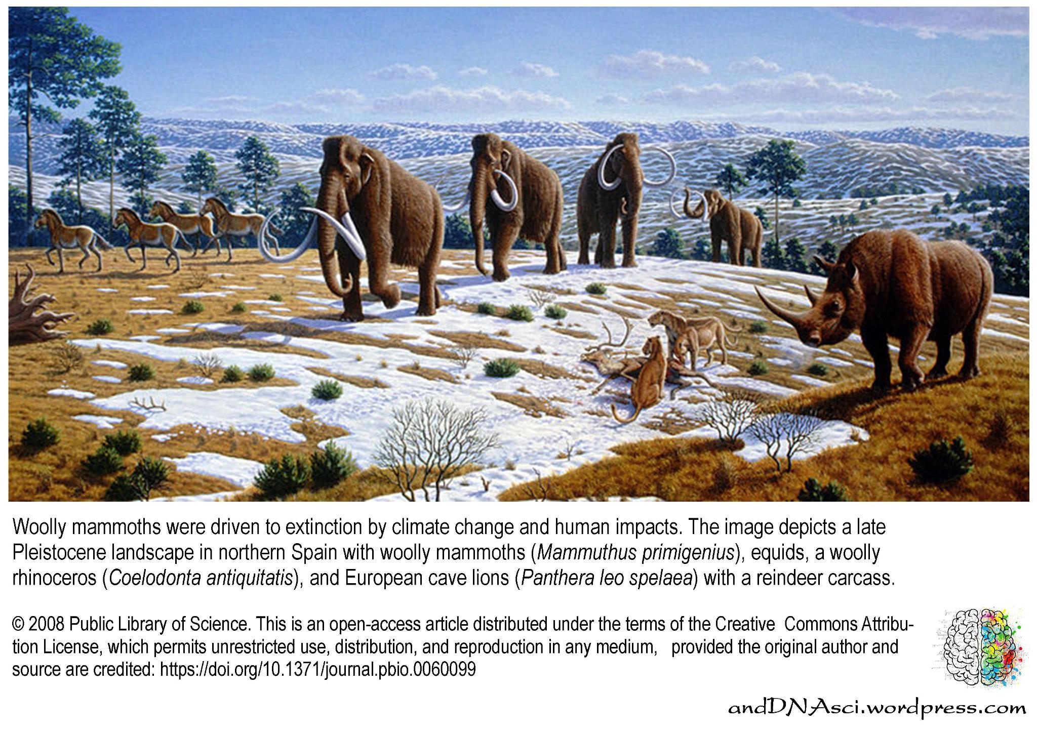 Pleistocene landscape fauna, woolly, mammoth, rhinoceros, european cave lions, spain, Caitlin Sedwick, Alan Turner