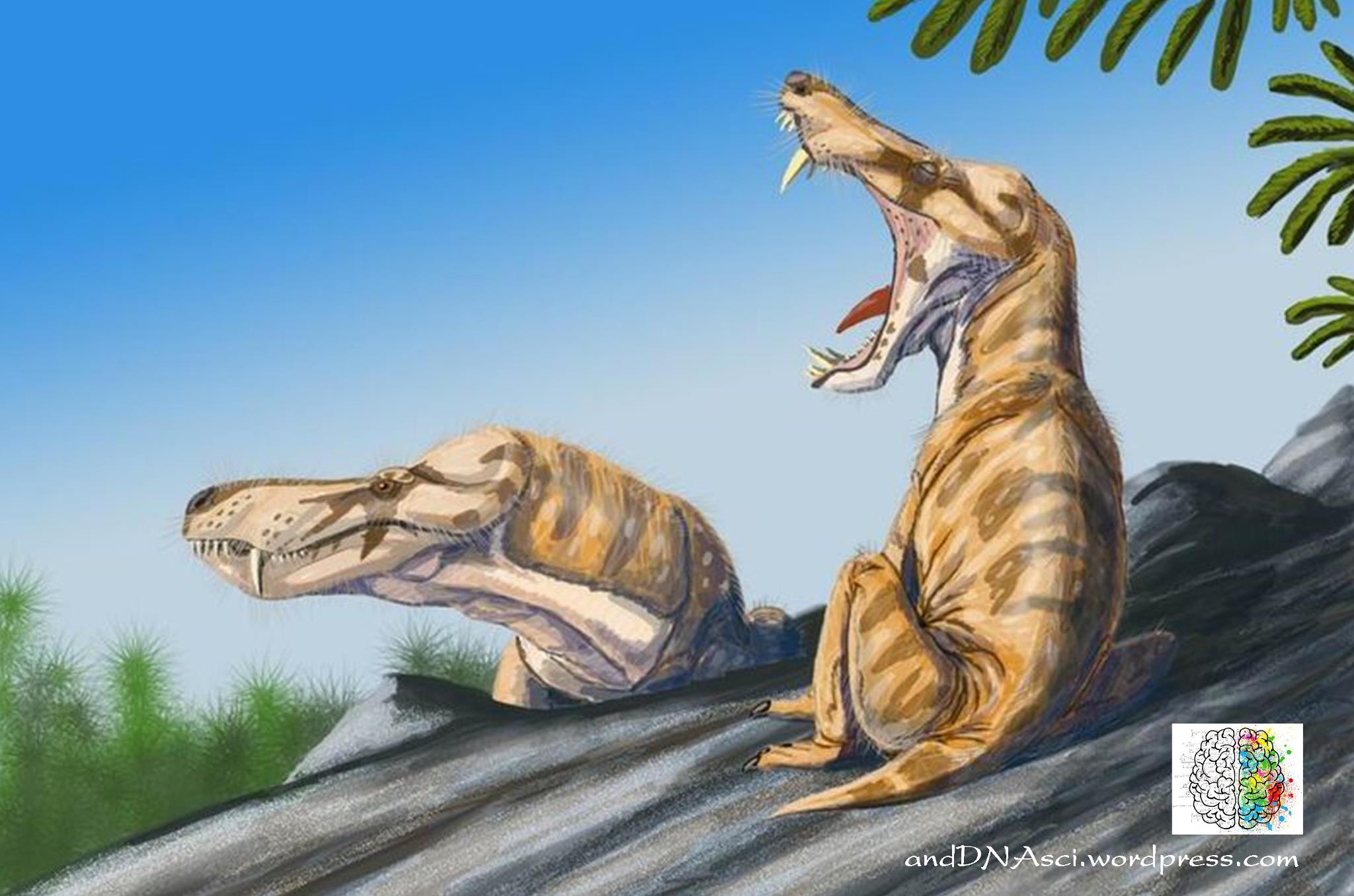 Pristerognathus vanderbyli, cat-like therapsid