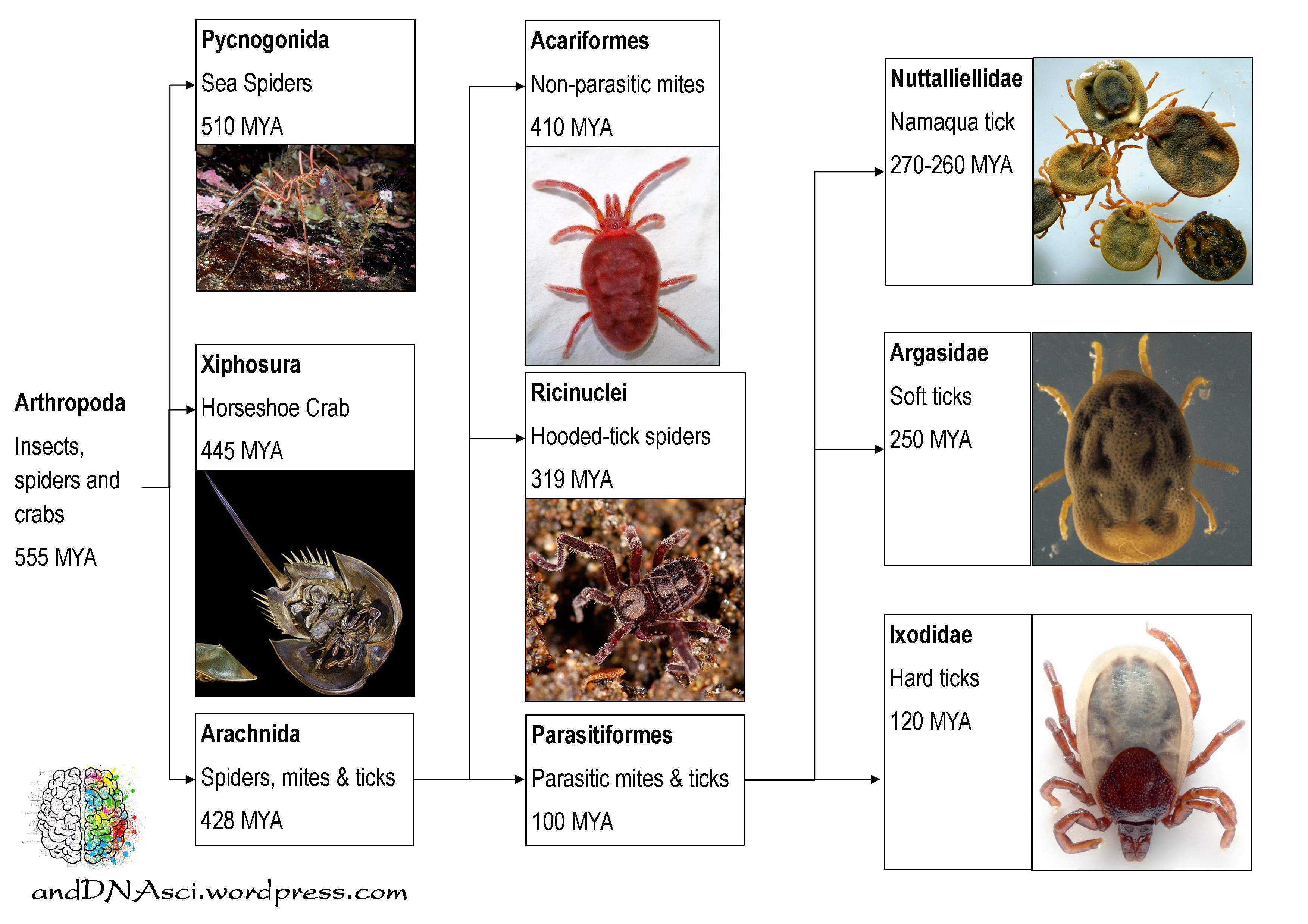 tick fossil record, arthropoda, pycnogonida, Xiphosura, arachnida, acariformes, parasitiformes, ricinuclei, Nuttalliellidae, Argasidae, Ixodidae
