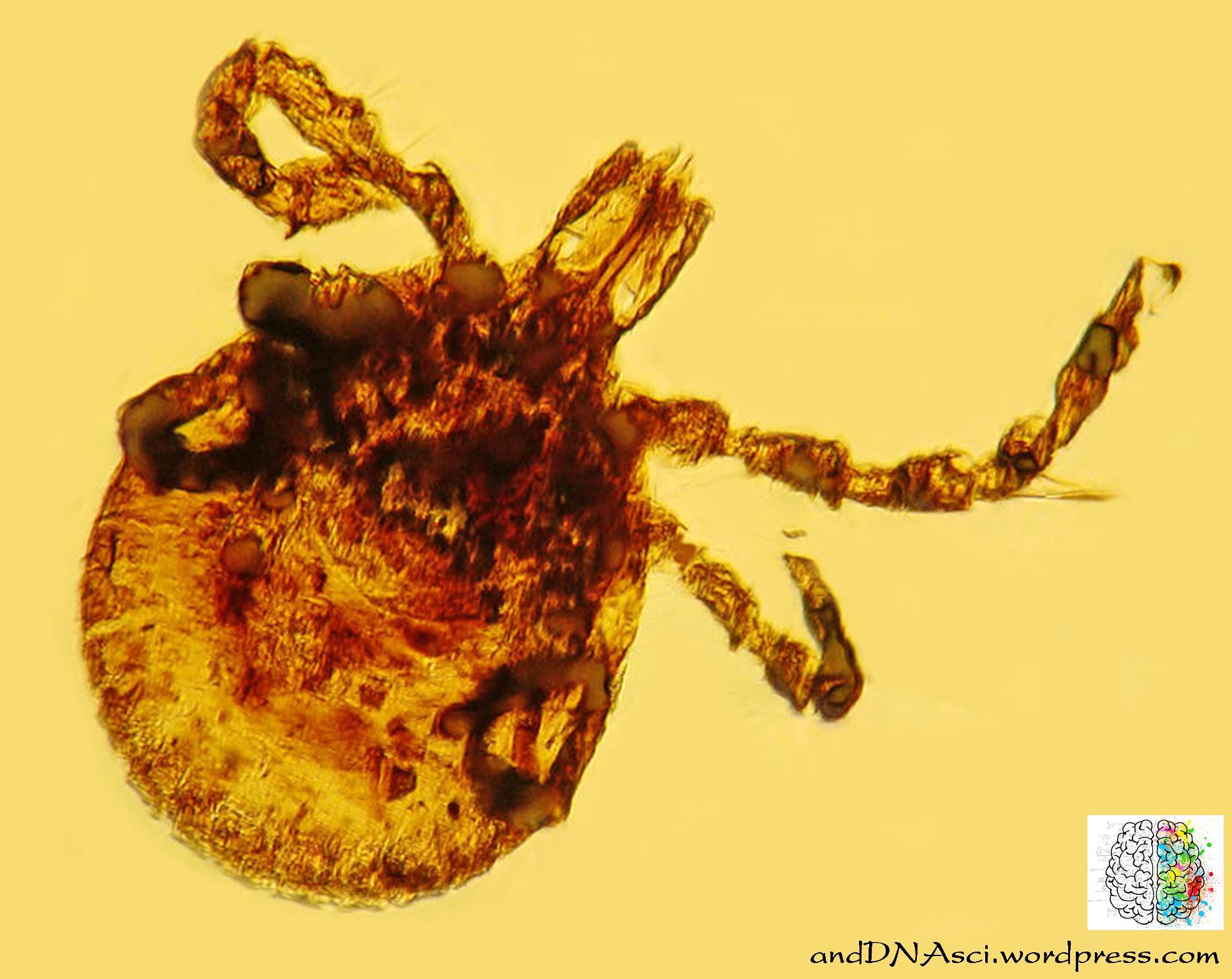 Tick in amber lyme disease