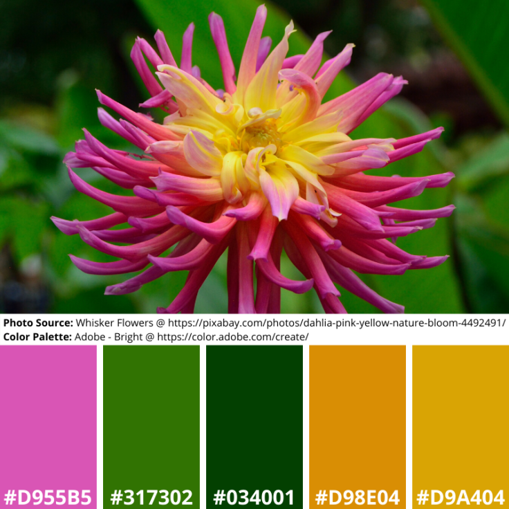 Dahlia Pink Yellow Adobe Mood Board Bright