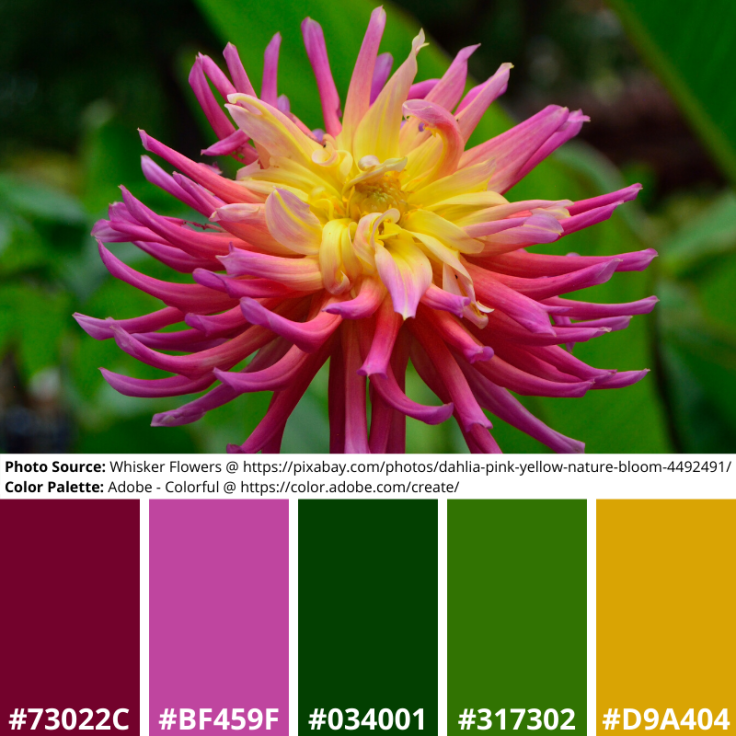 Dahlia Pink Yellow Adobe Mood Board Colorful