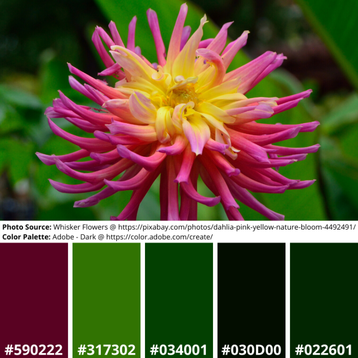 Dahlia Pink Yellow Adobe Mood Board Dark