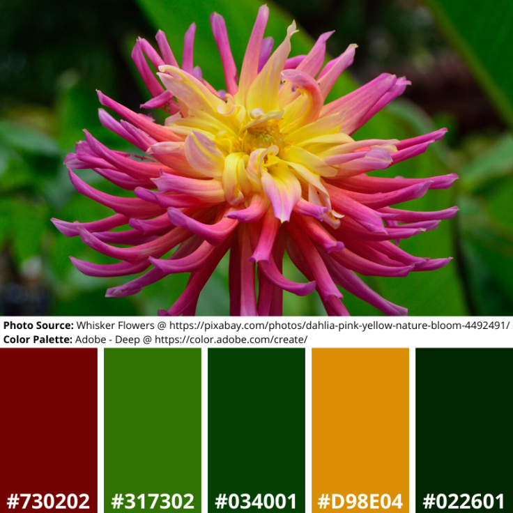 Dahlia Pink Yellow Adobe Mood Board Deep