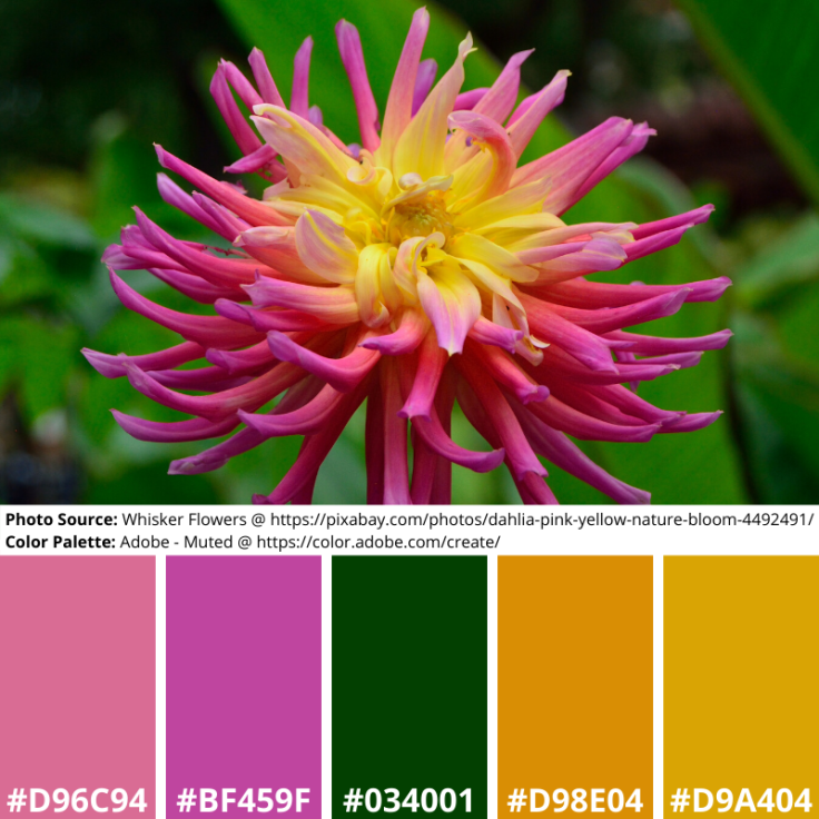 Dahlia Pink Yellow Adobe Mood Board Muted
