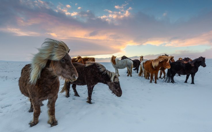 Iceland Horses, winter