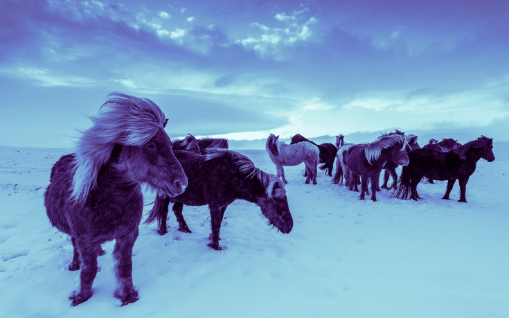 Iceland Horses Step 4 Fill Colors Layer Mode Cool Purple Blue