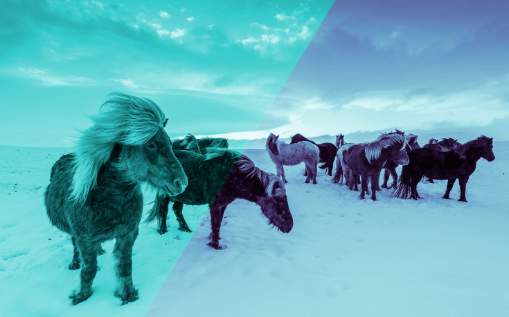 Iceland Horses Step 5a Fill Colors Layer Mode Cool Linear Blend Purple Blue