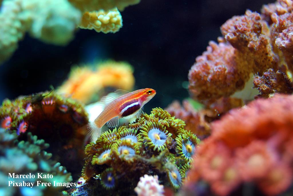 fish, coral, reef, ocean, underwater, tank