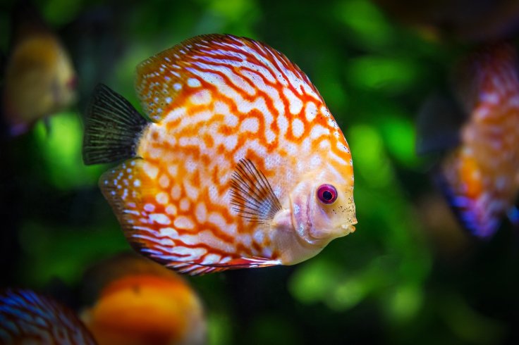 Discus Fish, tropical, aquarium, tank
