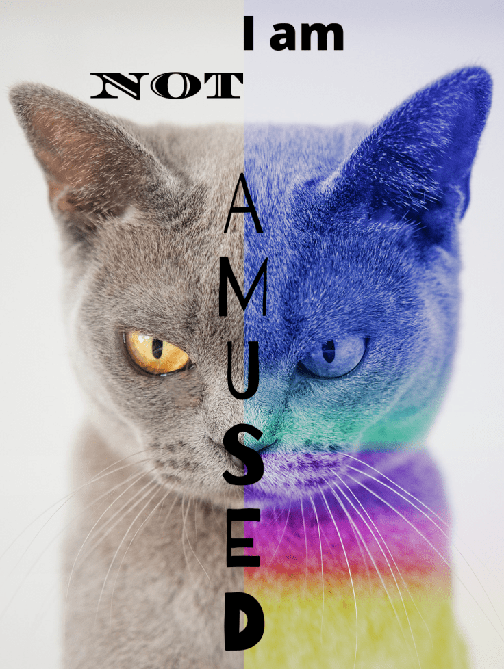 I am not amused, Cat, typography, multi-tone effect, graphic design, russian cat, chocolate, rainbow, divided, angry, grumpy