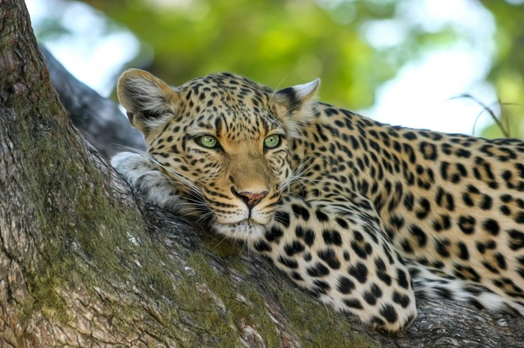 leopard, lie, rest, tree
