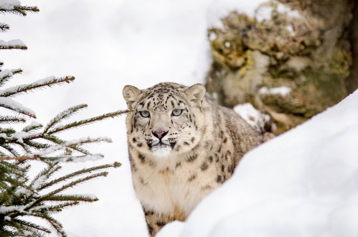Snow Leopard, snow, forest, look