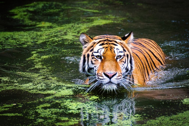 Tiger, swim, water, river, pond