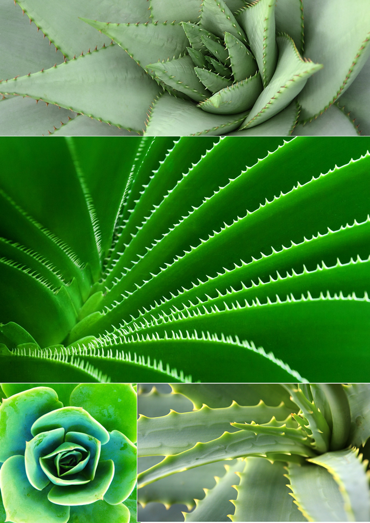 Phyllotaxis, Cacti, Green, Geometry, Symmetry, Spiral