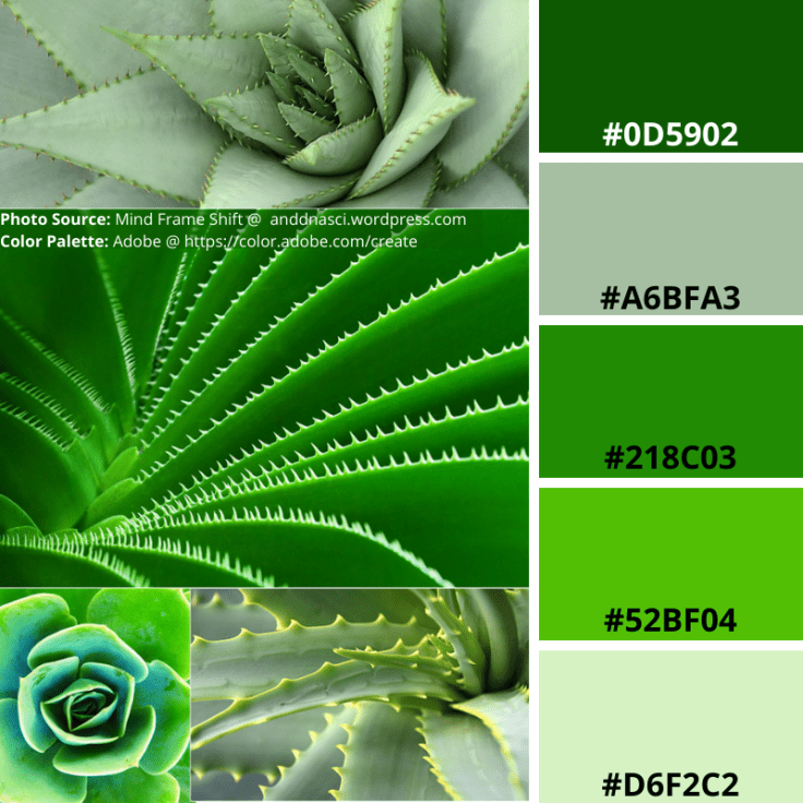 Phyllotaxis, Green, Cacti, Mood Board, Colour Palette, Geometry, Symmetry, Spiral