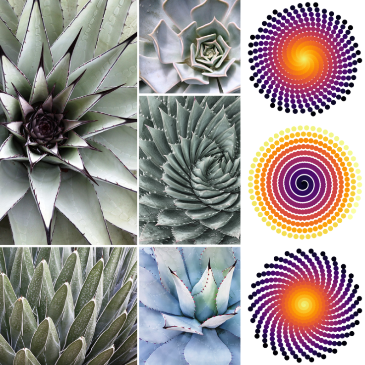 Phylotaxis, White, Cacti, Data Art, Code Art, Math Art, aRtVerse, Teepublic, https://www.teepublic.com/user/artverse , Geometry, Symmetry, Spiral