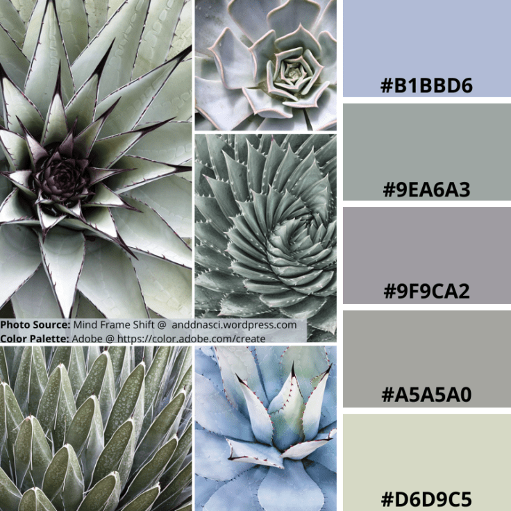 Phyllotaxis, White, Cacti, Mood Board, Colour Palette, Geometry, Symmetry, Spiral