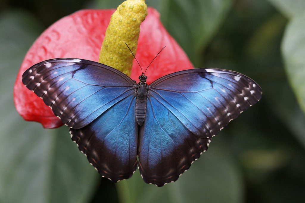 Blue Morpho Butterfly