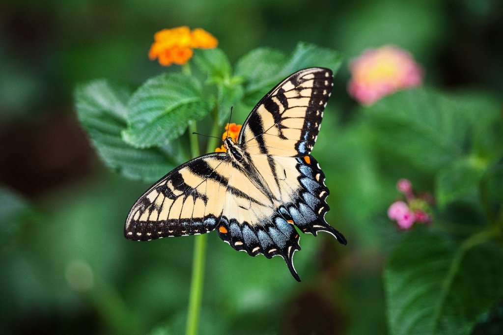 Swallow Tail Butterfly
