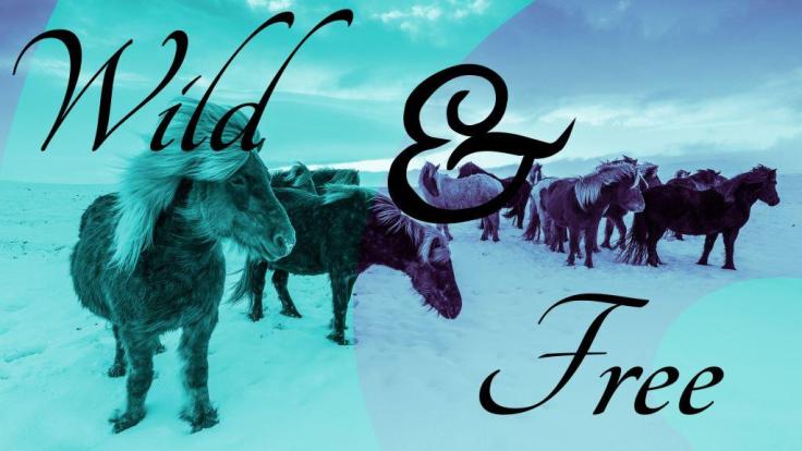 Wild, Free, Icelandic Horses, Poster, Graphic Design, Duotone Effect, Tupography, Inspiration, Blue, Purple
