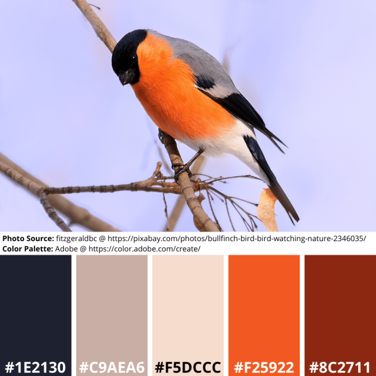 Bullfinch, Mood Board, Colour Palette, Bird, blue-black, beige, orange, red