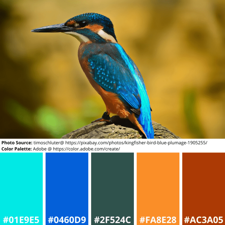 Kingfisher, Mood Board, Colour Palette, blue, green, orange, red