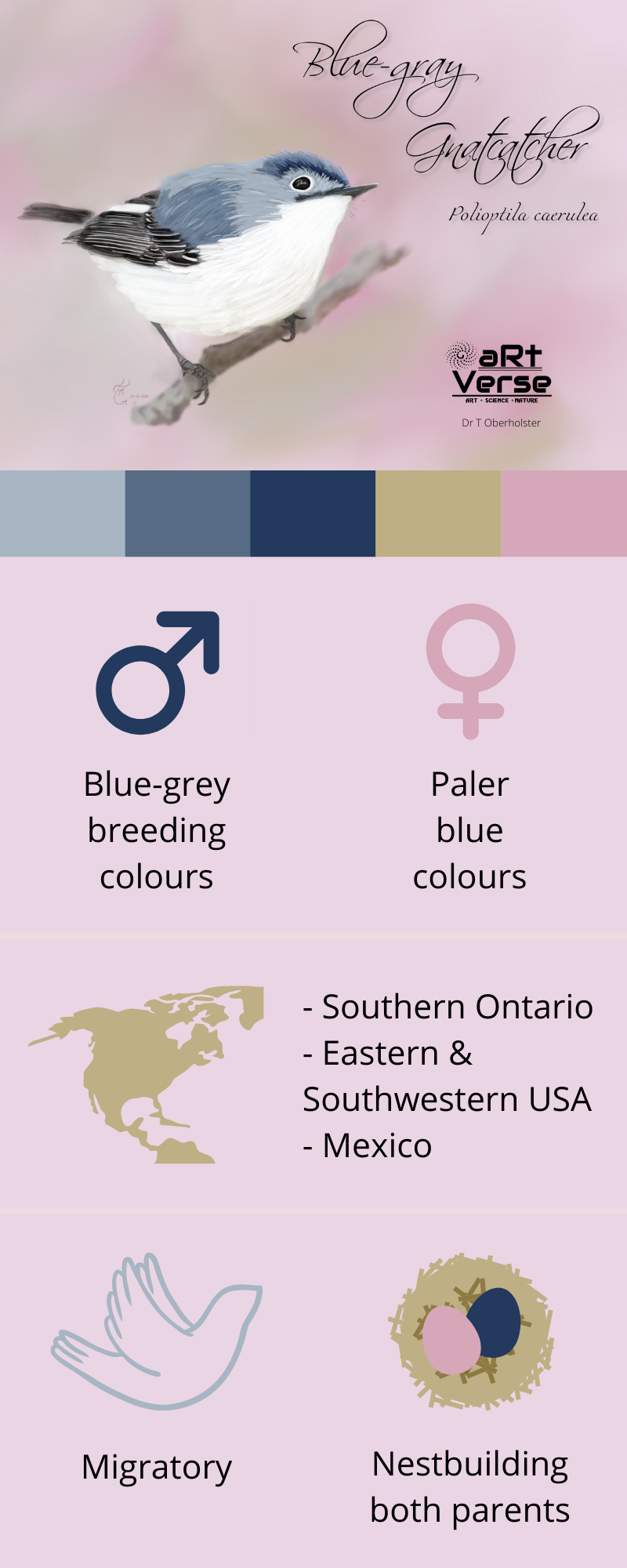 Blue-gray Gnatcatcher, Polioptila caerulea, bird, songbird, ontario, united states, mexico, ink, painted, art, digital, male, female, colours, geographical distribution, migratory, nestbuilding, colour palette